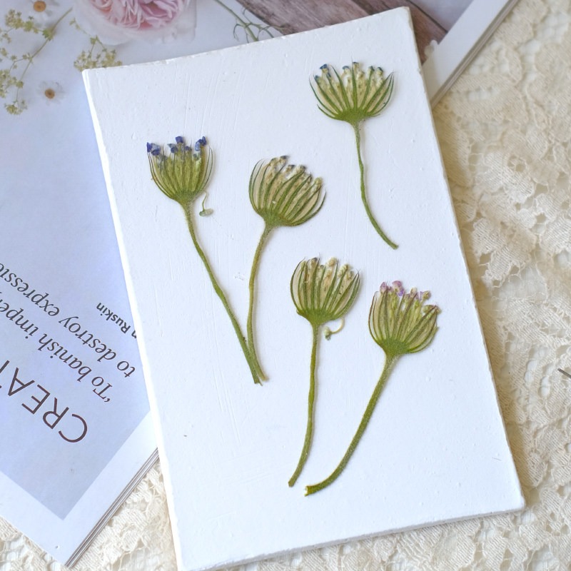 12PCS Pressed Emerald Pearl Fl - Dried Flower Bookmark ulasan dan harga