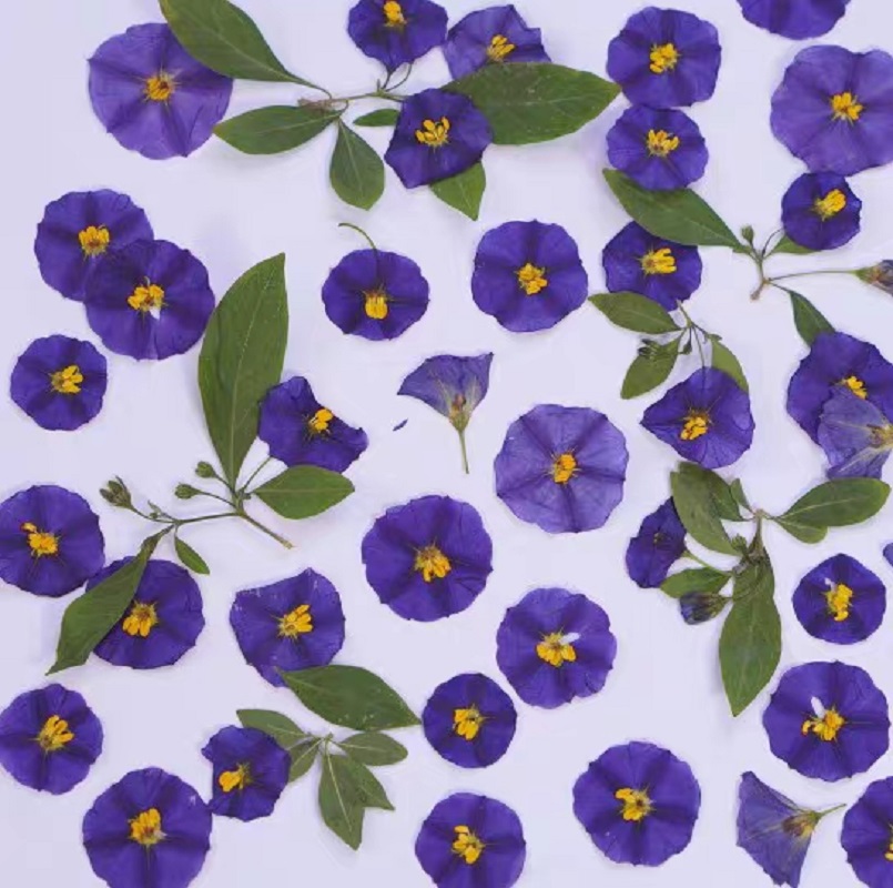 100pcs Pressed Dried Lycianthe - Dried Flower Bookmark ulasan dan harga