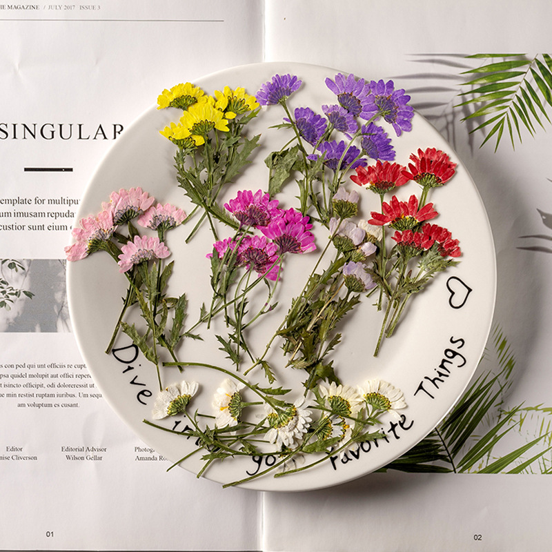 5-8cm/24pcs,Side Pressed Cryst - Dried Flower Bookmark ulasan dan harga